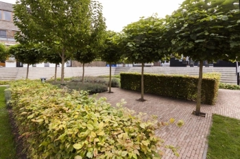 van-Dam-Hoveniers-binnentuin-aanleggen-Woerden-met-hagen-heesters-bomen-en-beplanting