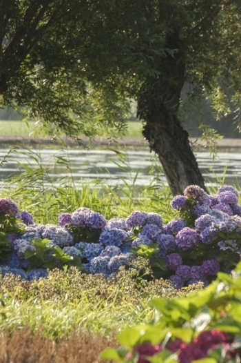 van-Dam-Hoveniers-tuinaanleg-Klassieke-Tuin-met-uitzicht-op-water-en-beplanting-met-hortensia